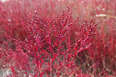  Deniz gemisi Kore 'de sulanıyor..