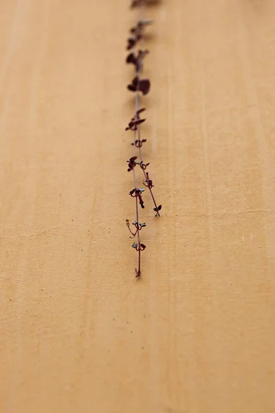 Roślina Która Rośnie Ścianie — Zdjęcie stockowe