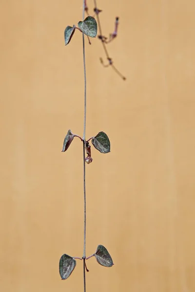 壁に生えている植物 — ストック写真