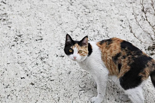 Koreli Bir Kedi — Stok fotoğraf
