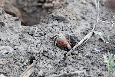 Kore 'nin batı kıyısında yaşıyor..