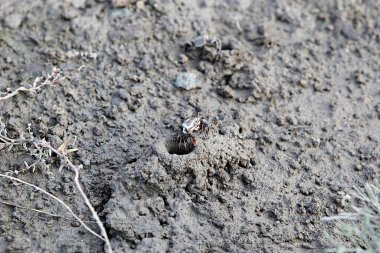 Kore 'nin batı kıyısında yaşıyor..