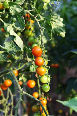 Bu bir Kore sebze domatesi..