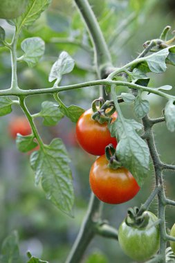 Bu bir Kore sebze domatesi..