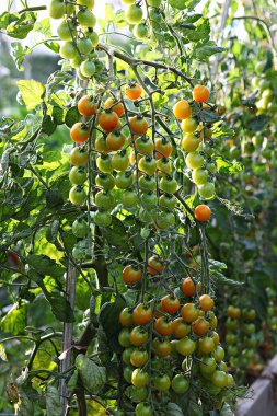 Bu bir Kore sebze domatesi..