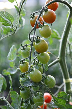 Bu bir Kore sebze domatesi..