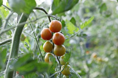 Bu bir Kore sebze domatesi..