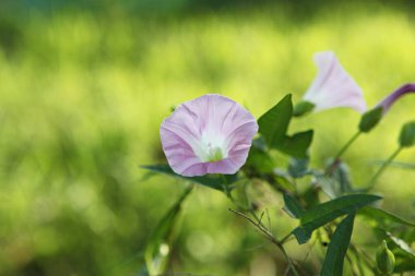  parkta çiçeklenme çiçekler