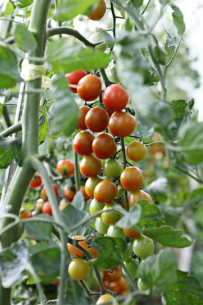 Its Korean Vegetable Tomato — Stock Photo, Image