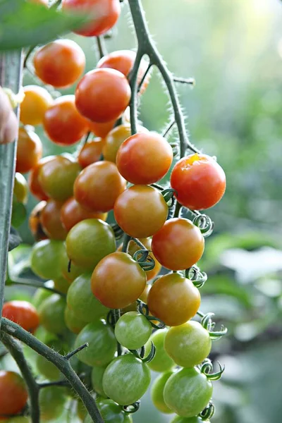 Tomate Vegetal Coreano — Fotografia de Stock
