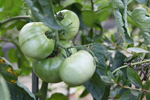 Its Korean Vegetable Tomato — Stock Photo, Image