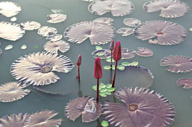  çiçek nilüfer çiçeği, bir Kore parkında