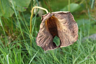  çiçek nilüfer çiçeği, bir Kore parkında