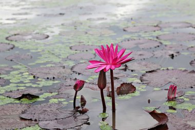  çiçek nilüfer çiçeği, bir Kore parkında