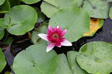  çiçek nilüfer çiçeği, bir Kore parkında