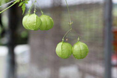  Kore parkının manzarası..