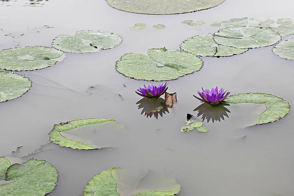 Its Flower Lotus Flower Korean Park — Stock Photo, Image