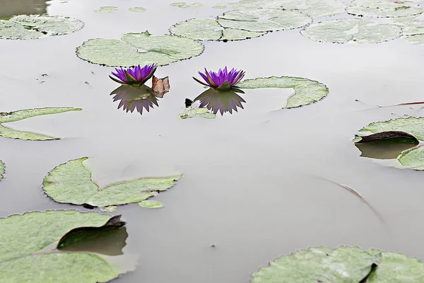 Květinový Lotosový Květ Korejském Parku — Stock fotografie