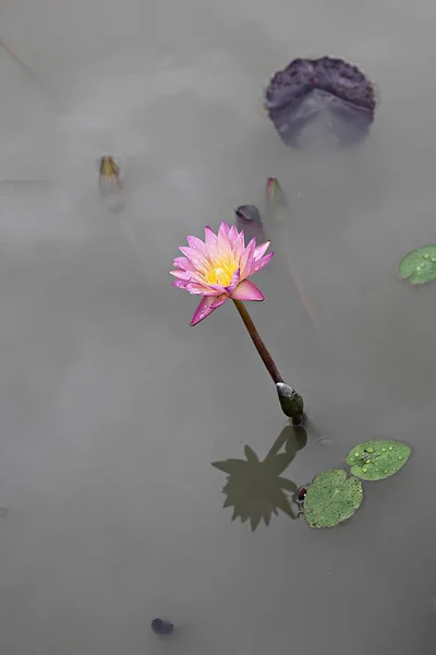 Seine Blume Lotusblume Bei Einem Koreanischen Park — Stockfoto