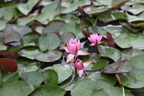 Fleur Lotus Dans Parc Coréen — Photo
