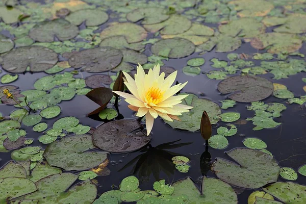 Fleur Lotus Dans Parc Coréen — Photo