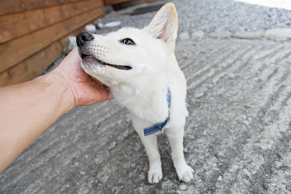 Its Korean Pet Dog — Stock Photo, Image