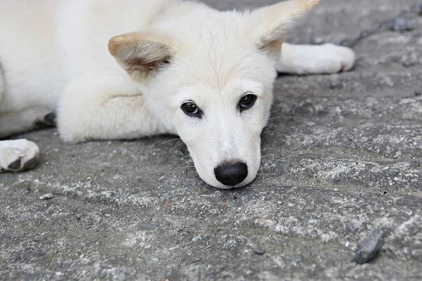 韓国のペット犬です — ストック写真