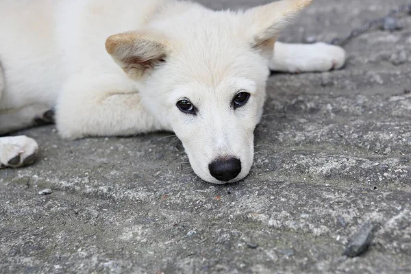 Son Chien Compagnie Coréen — Photo