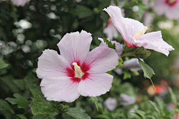 Fleurs Fleurissant Dans Parc — Photo