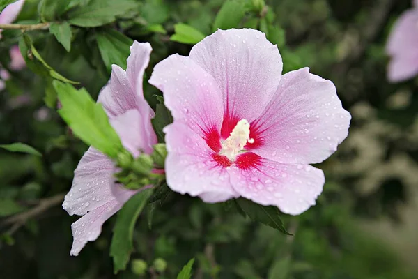 公園に咲く花 — ストック写真