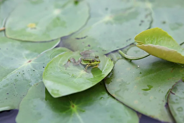 Rãs Que Alimentam Parques Ecológicos — Fotografia de Stock