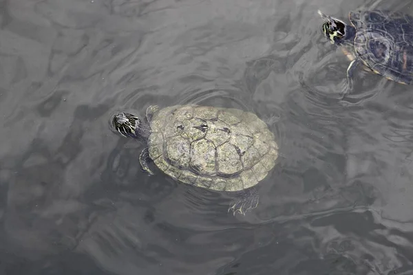 Its Turtle Eats Pond — стоковое фото