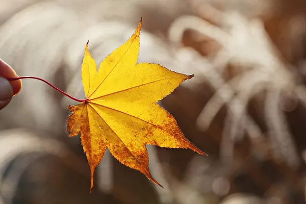 Corée Les Feuilles Deviennent Rouges Automne — Photo