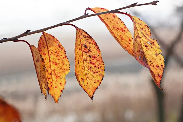 Korea Leaves Turn Red Autumn — Stock Photo, Image