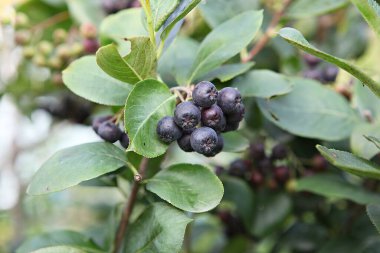  Chuseok mevsiminde Kore pirincini kıskanıyorum..