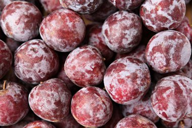 Kore bahçesinde meyveler toplanmak üzeredir..