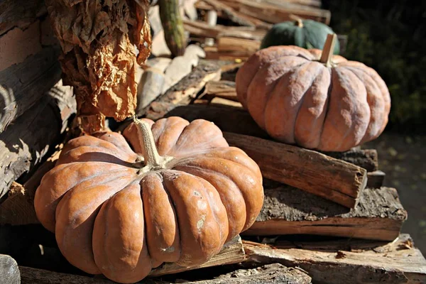 Its Pumpkin Grown Korea Harvested Fall — Stock Photo, Image