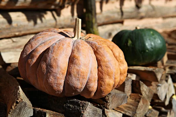 Its Pumpkin Grown Korea Harvested Fall — Stock Photo, Image