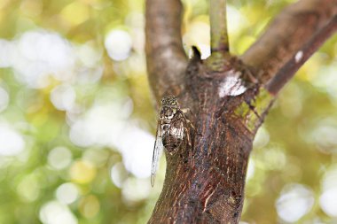  Parkta ağustos böceği var.