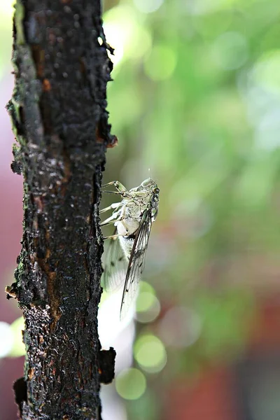 Parkta Ağustos Böceği Var — Stok fotoğraf