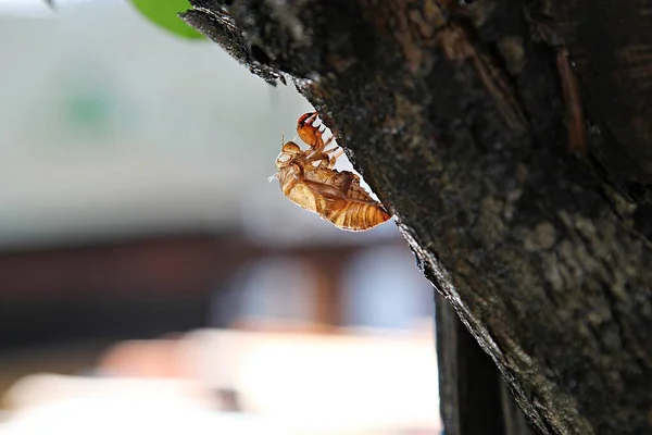 Cicada Můžete Parku — Stock fotografie