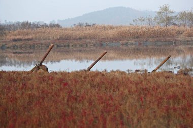 Kore 'de bir ekolojik park olarak korunuyor.