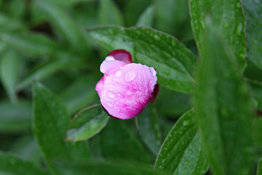  parkta çiçeklenme çiçekler