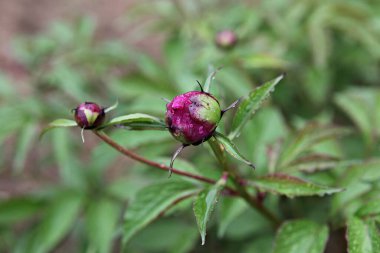  parkta çiçeklenme çiçekler