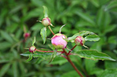  parkta çiçeklenme çiçekler