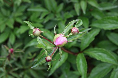  parkta çiçeklenme çiçekler