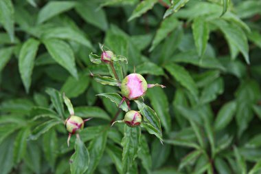  parkta çiçeklenme çiçekler