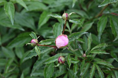  parkta çiçeklenme çiçekler