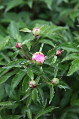  parkta çiçeklenme çiçekler