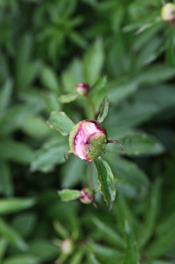  parkta çiçeklenme çiçekler